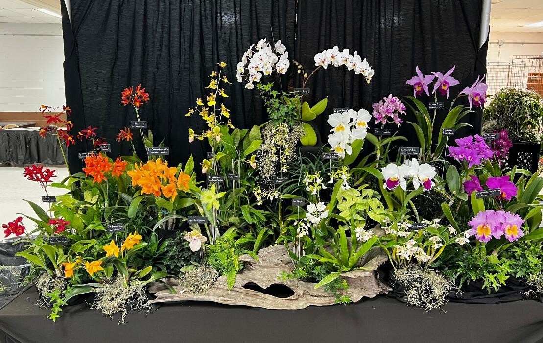 Images Odom's Orchids Inc