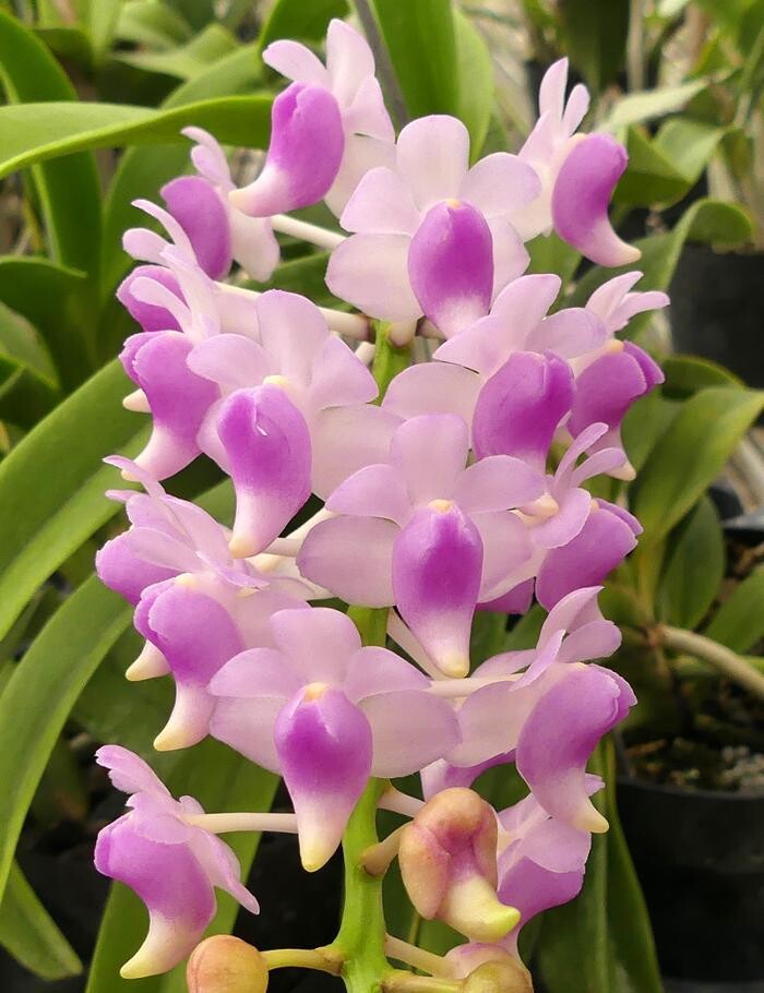 Images Odom's Orchids Inc