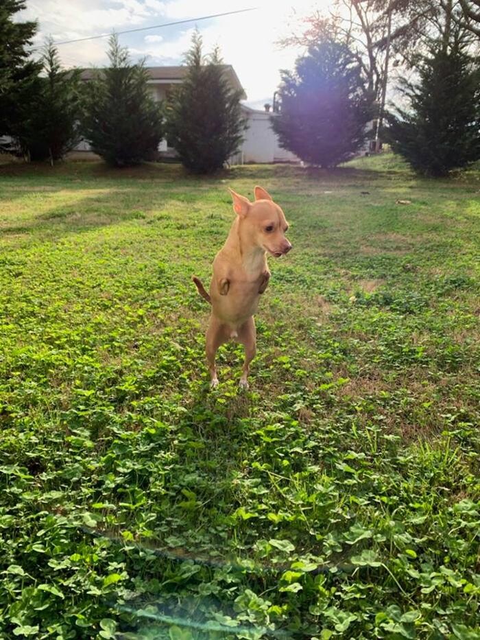 Images Wellspring Animal Hospital