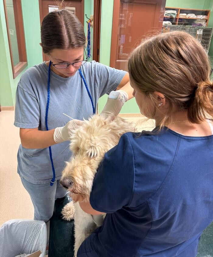 Images Wellspring Animal Hospital