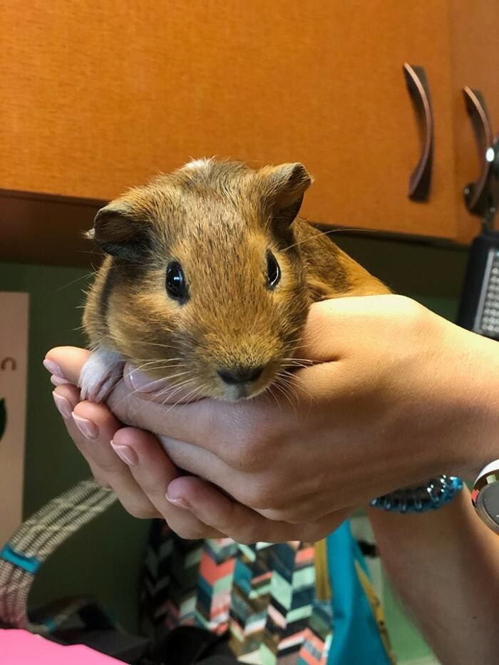 Images Wellspring Animal Hospital