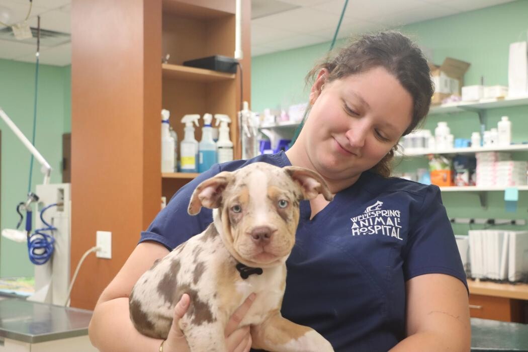 Images Wellspring Animal Hospital