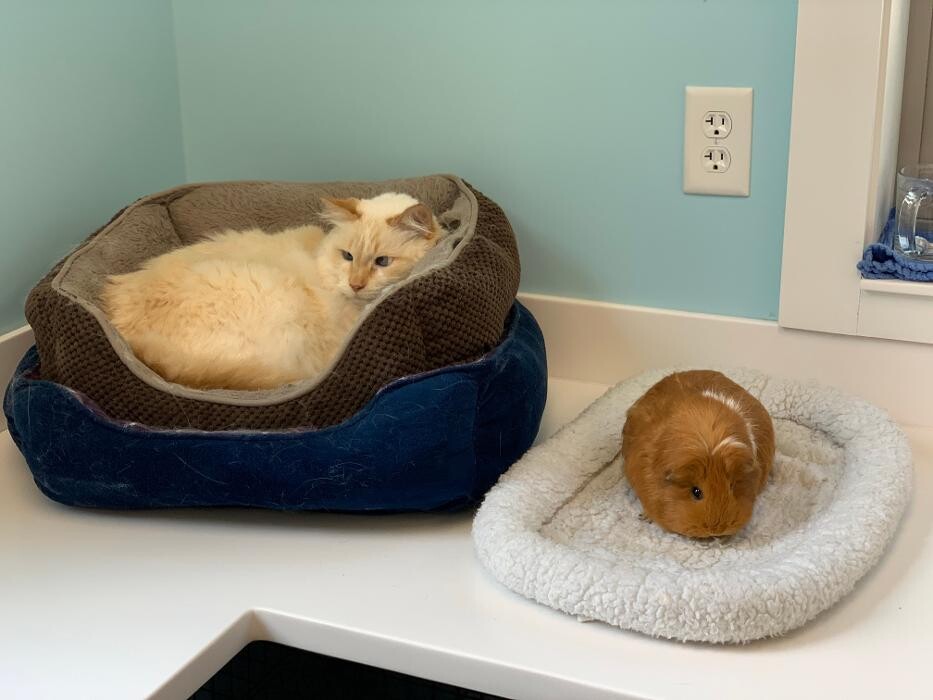 Images Georgetown Animal Hospital