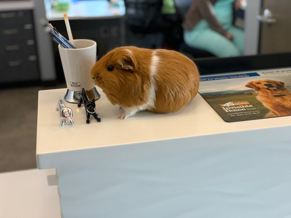 Images Georgetown Animal Hospital