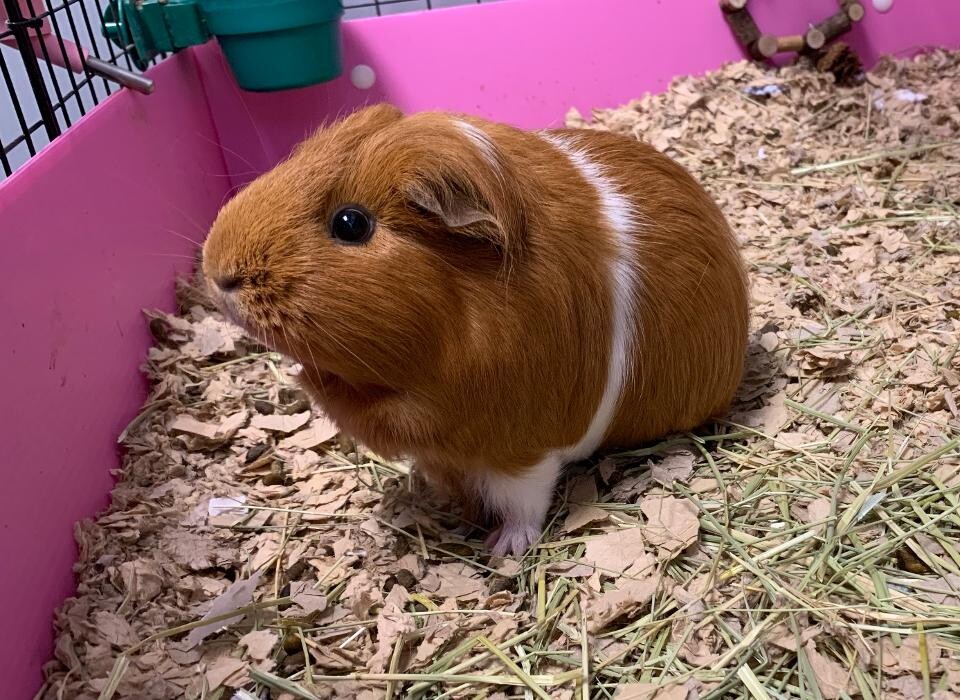 Images Georgetown Animal Hospital