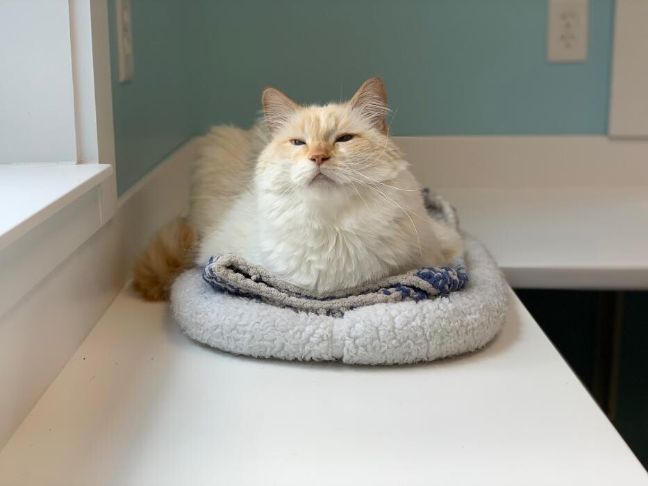 Images Georgetown Animal Hospital