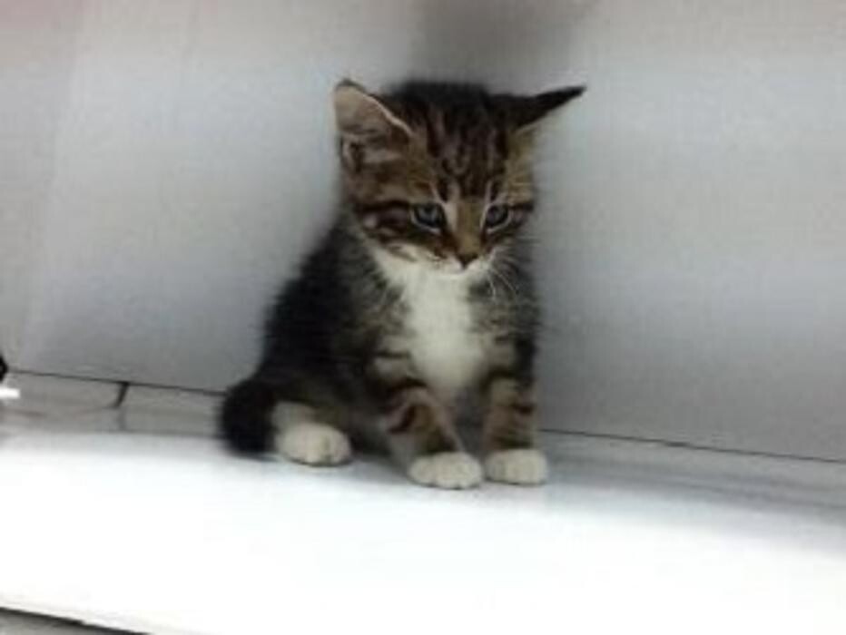 Images Georgetown Animal Hospital