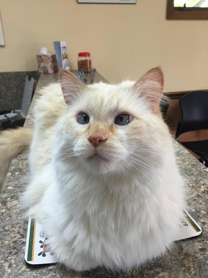 Images Georgetown Animal Hospital