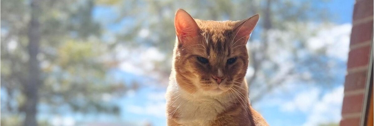 Images Foothills Animal Hospital