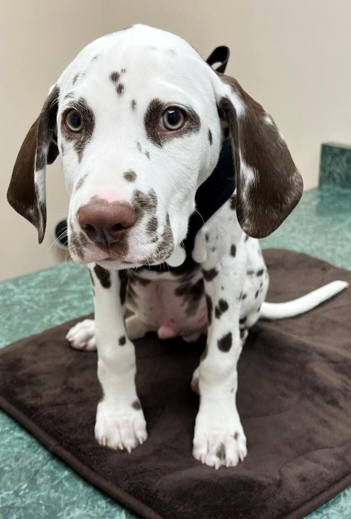 Images Foothills Animal Hospital