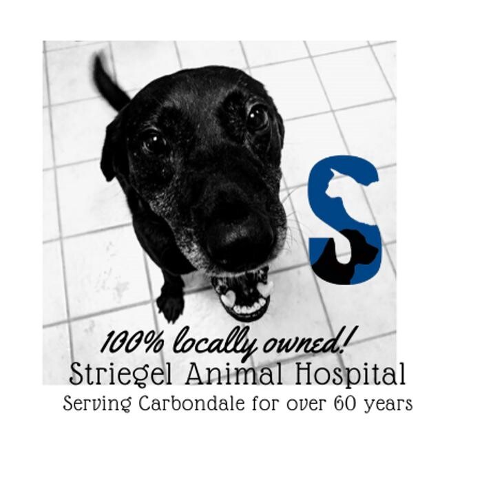 Images Striegel Animal Hospital