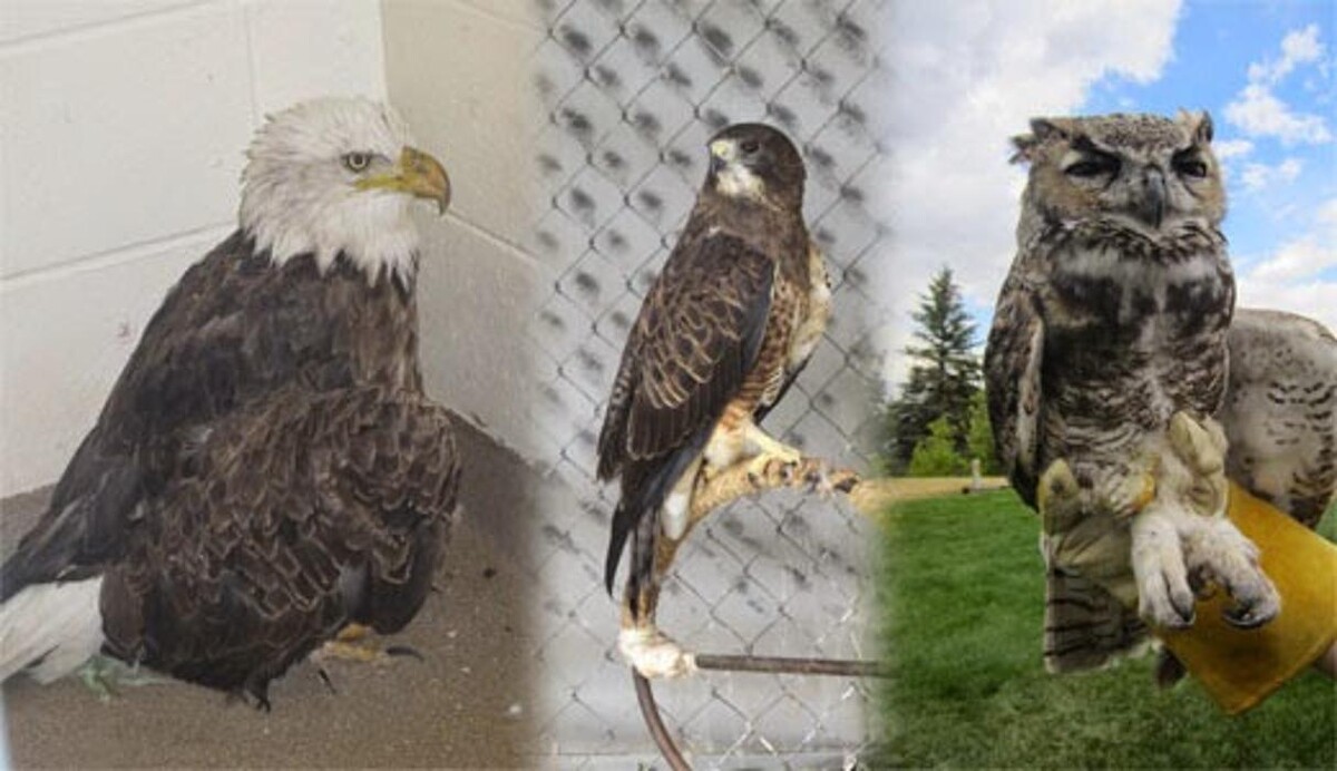 Images Cheyenne Pet Clinic