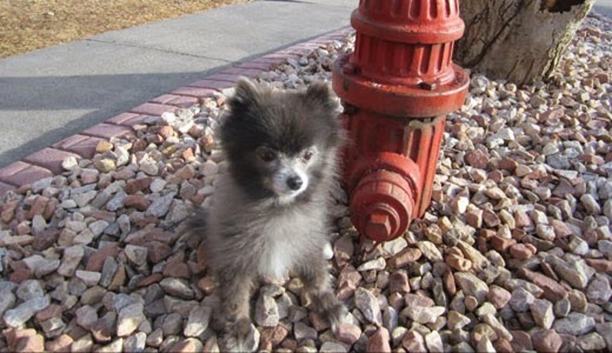 Images Cheyenne Pet Clinic