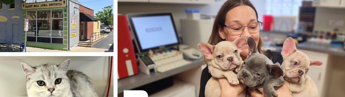 Images Ellicott Street Animal Hospital
