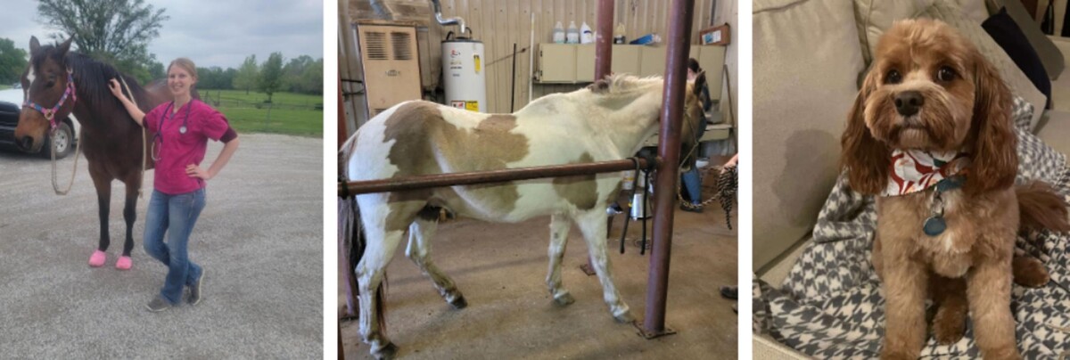 Images Independence Animal Hospital