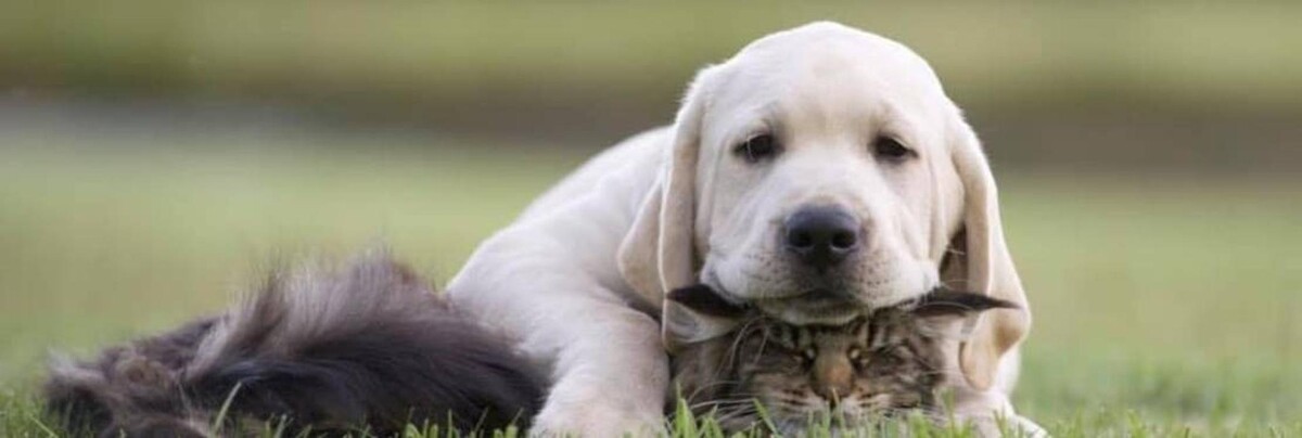 Images Barta Animal Hospital