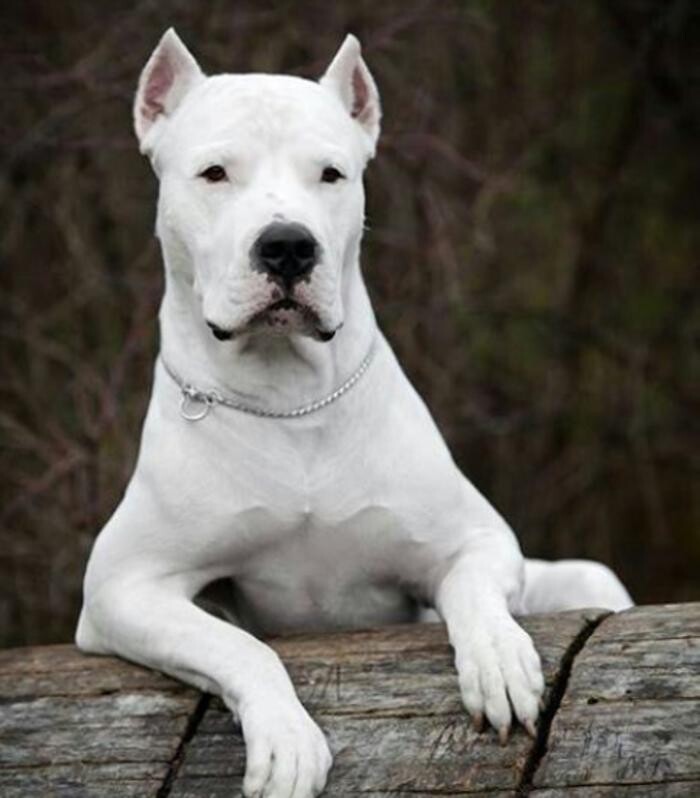 Images Southside Animal Hospital