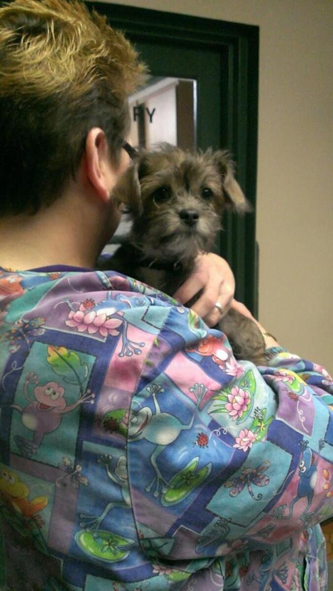 Images Southside Animal Hospital