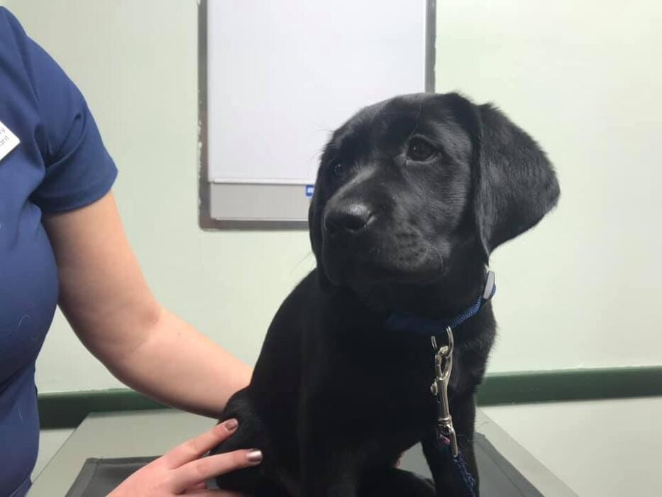 Images Southside Animal Hospital