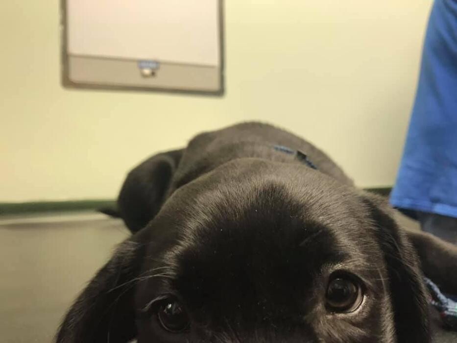 Images Southside Animal Hospital