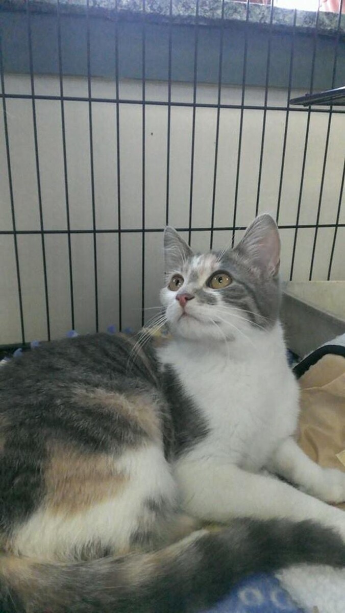 Images Southside Animal Hospital