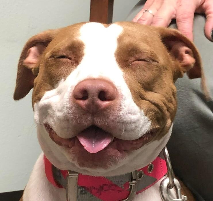 Images Southside Animal Hospital