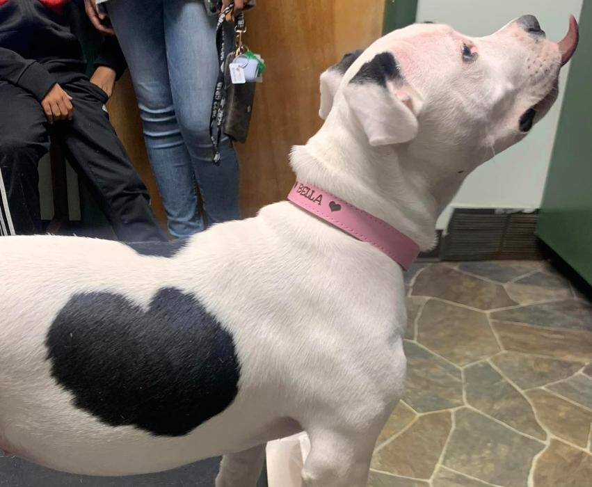 Images Southside Animal Hospital