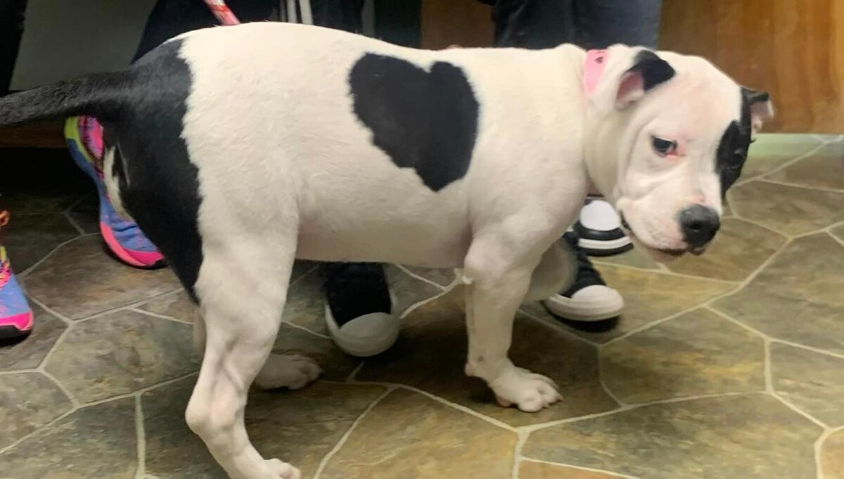 Images Southside Animal Hospital