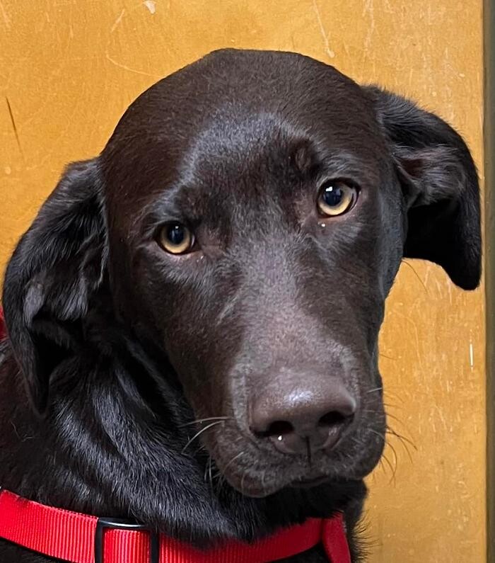 Images Southside Animal Hospital