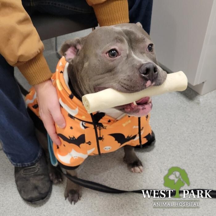 Images West Park Animal Hospital