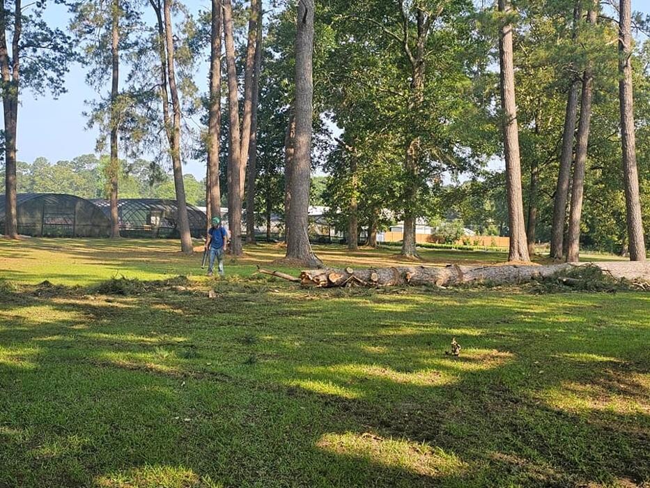 Images Walls Tree Service