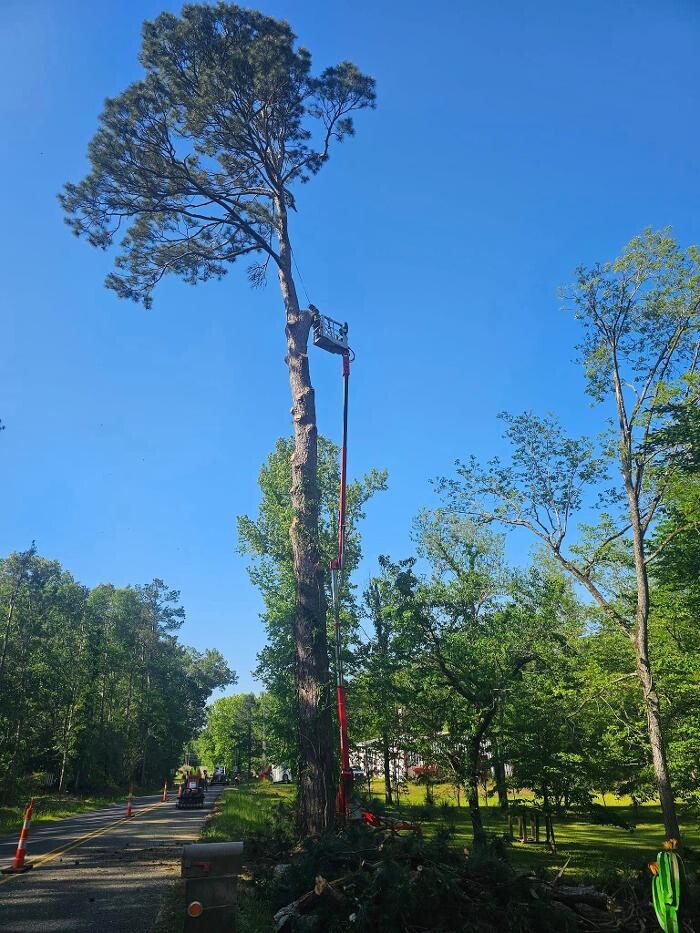 Images Walls Tree Service