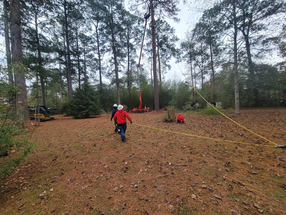 Images Walls Tree Service