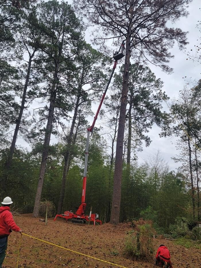 Images Walls Tree Service