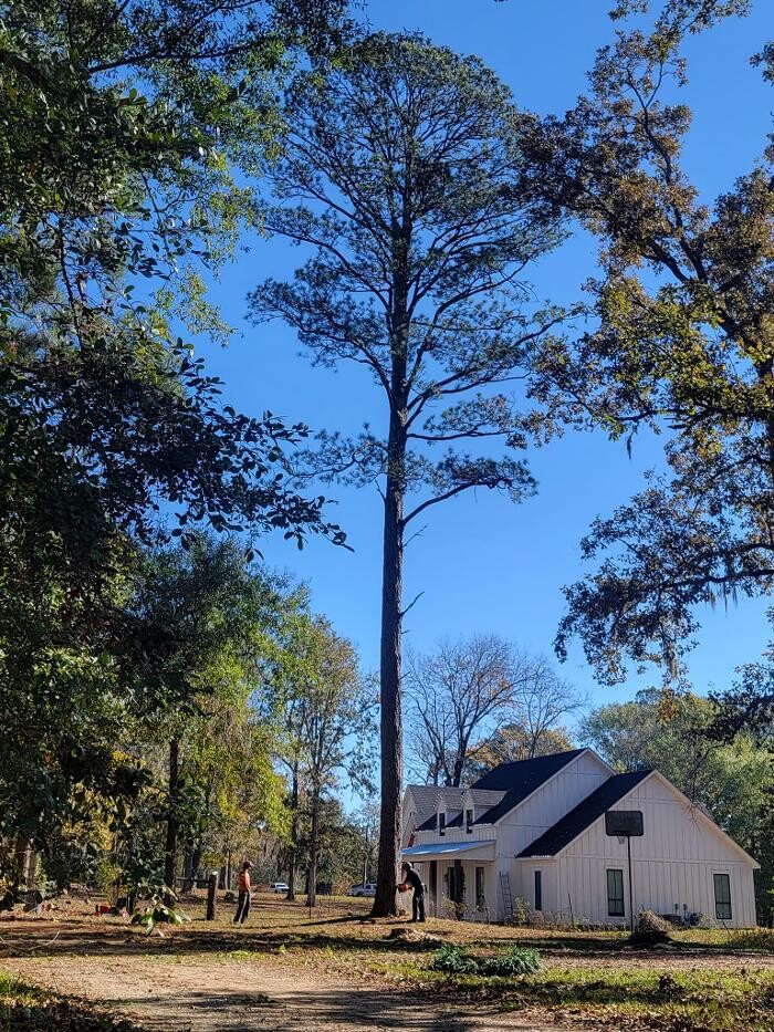Images Walls Tree Service