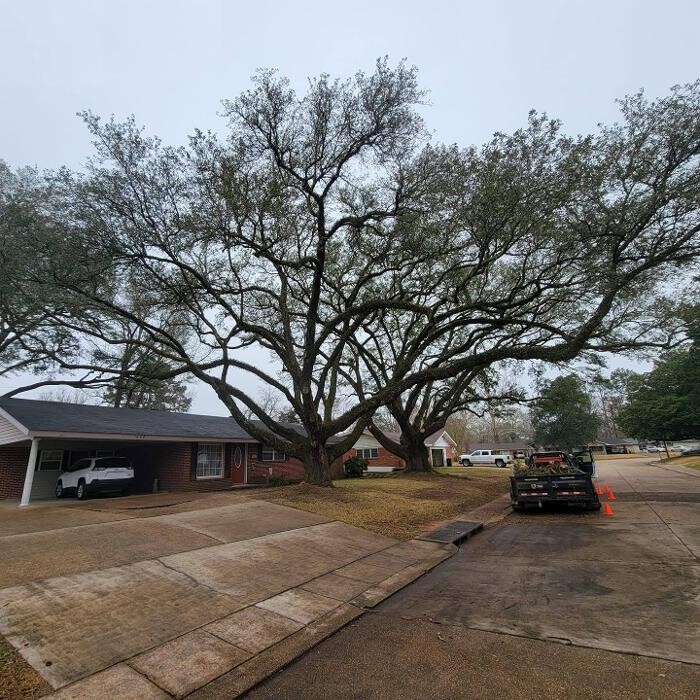 Images Walls Tree Service