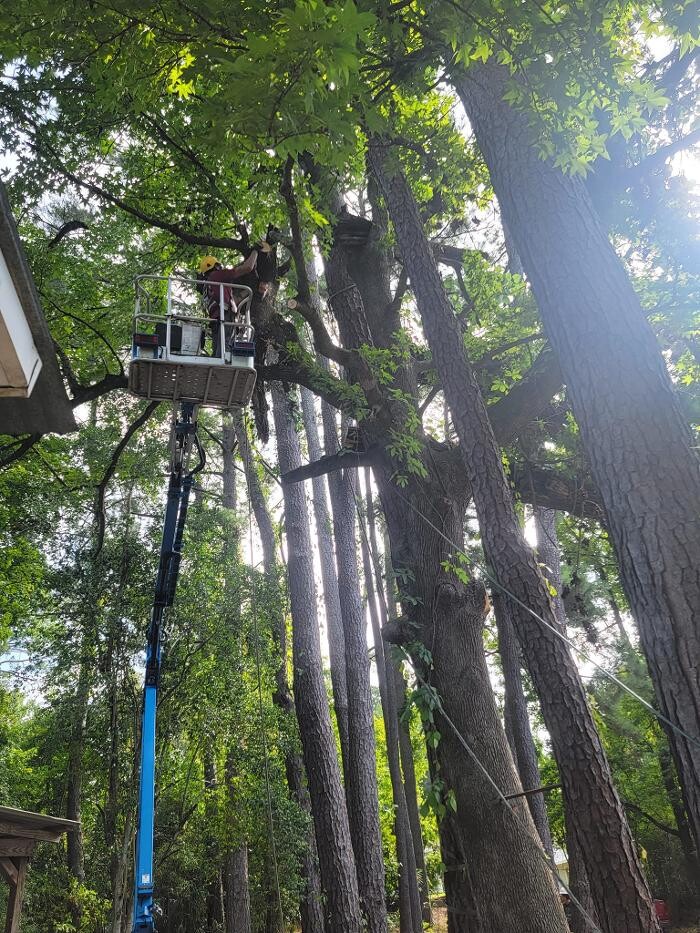 Images Walls Tree Service