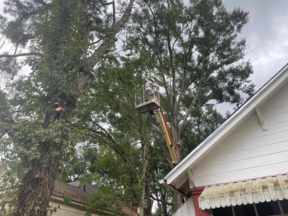 Images Walls Tree Service