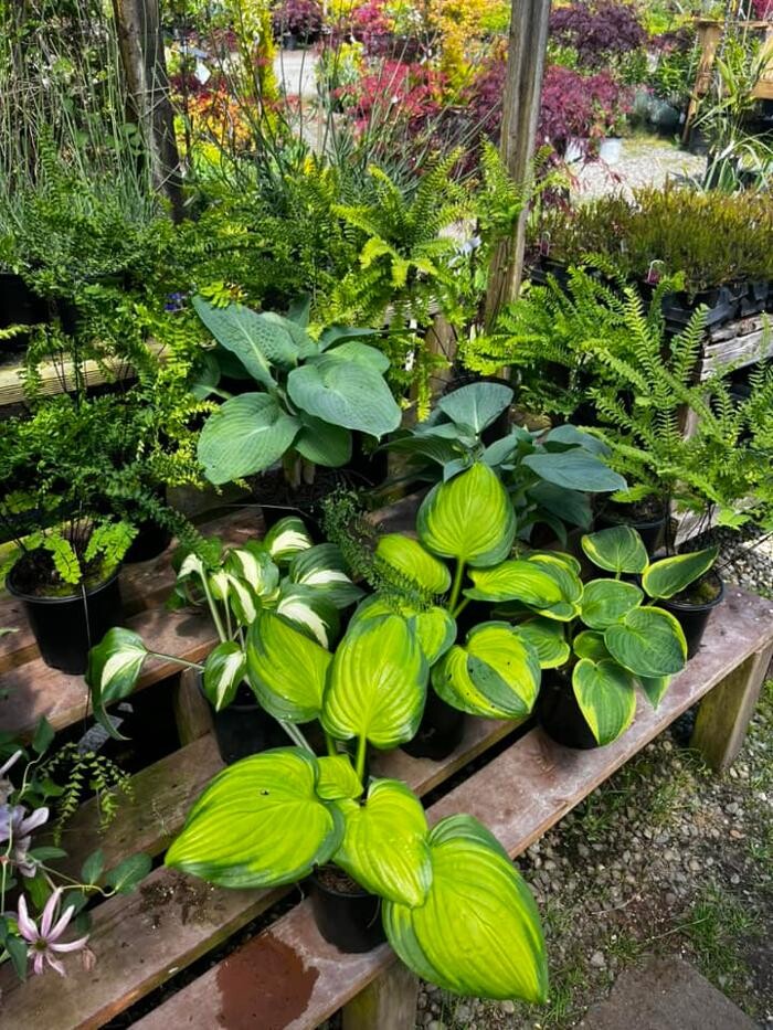 Images Satsop Landscaping & Nursery
