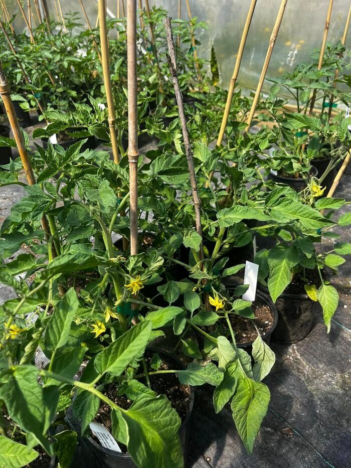 Images Satsop Landscaping & Nursery