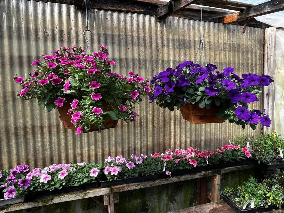 Images Satsop Landscaping & Nursery