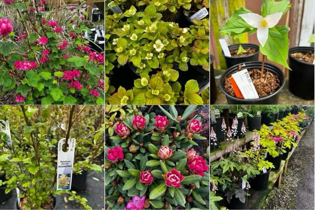 Images Satsop Landscaping & Nursery