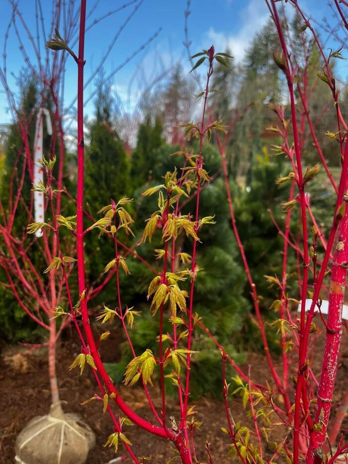 Images Satsop Landscaping & Nursery
