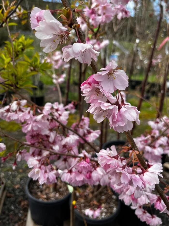 Images Satsop Landscaping & Nursery