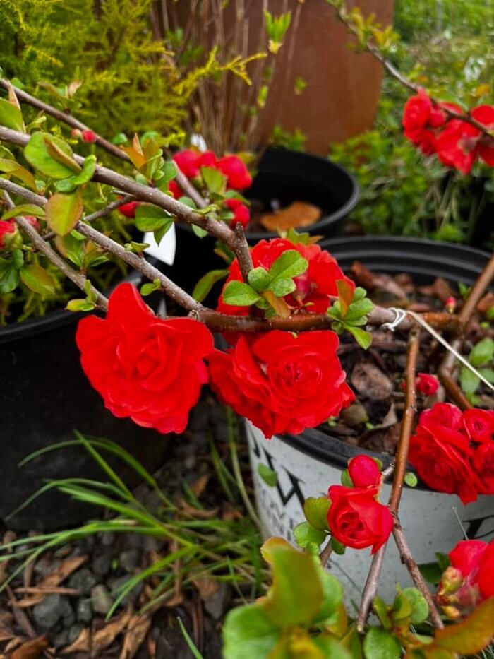 Images Satsop Landscaping & Nursery