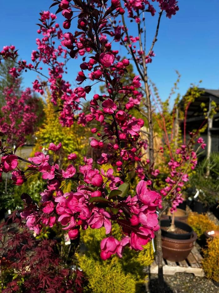 Images Satsop Landscaping & Nursery