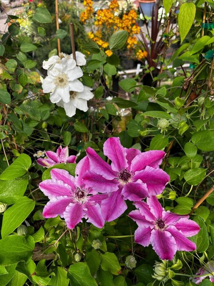Images Satsop Landscaping & Nursery