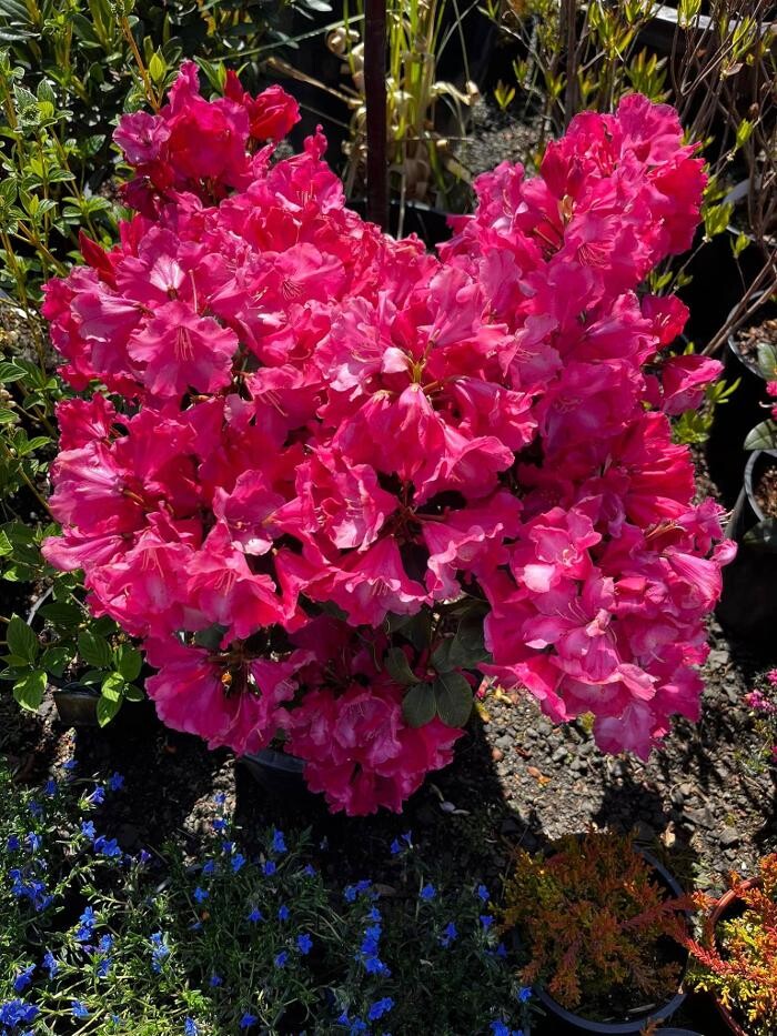 Images Satsop Landscaping & Nursery