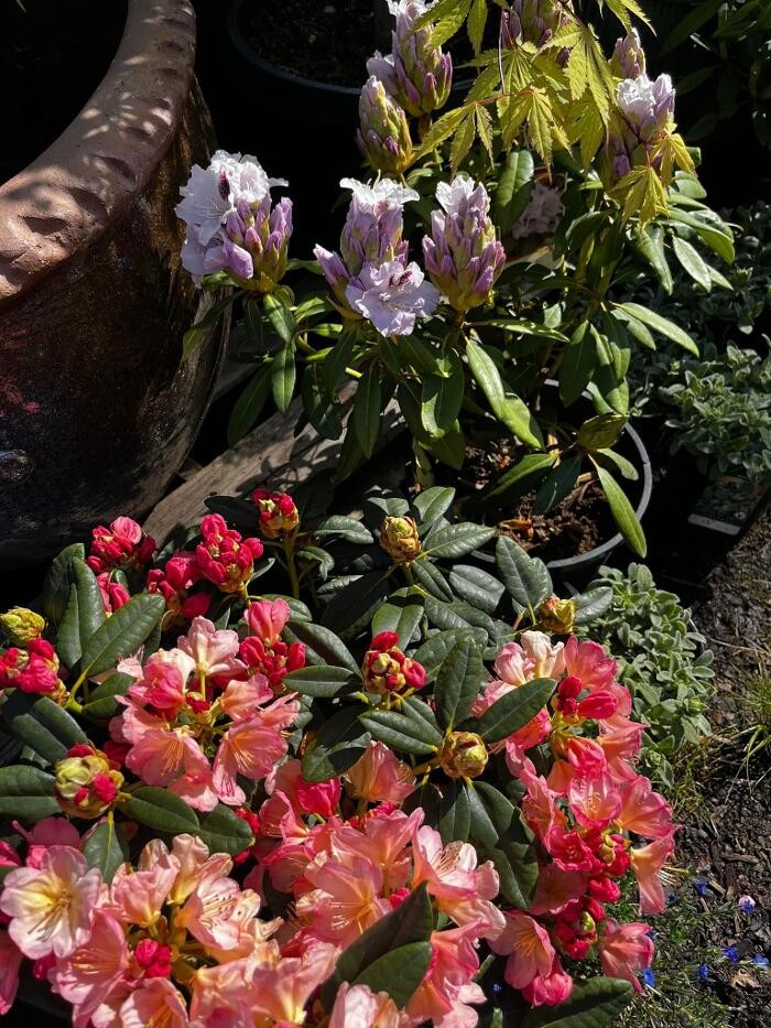 Images Satsop Landscaping & Nursery