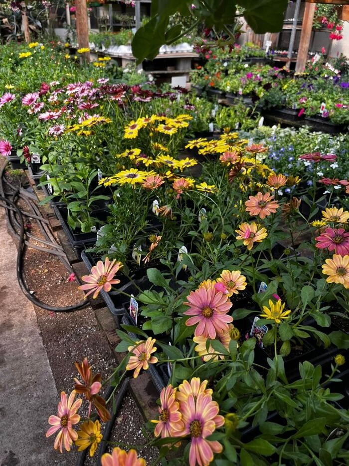 Images Satsop Landscaping & Nursery